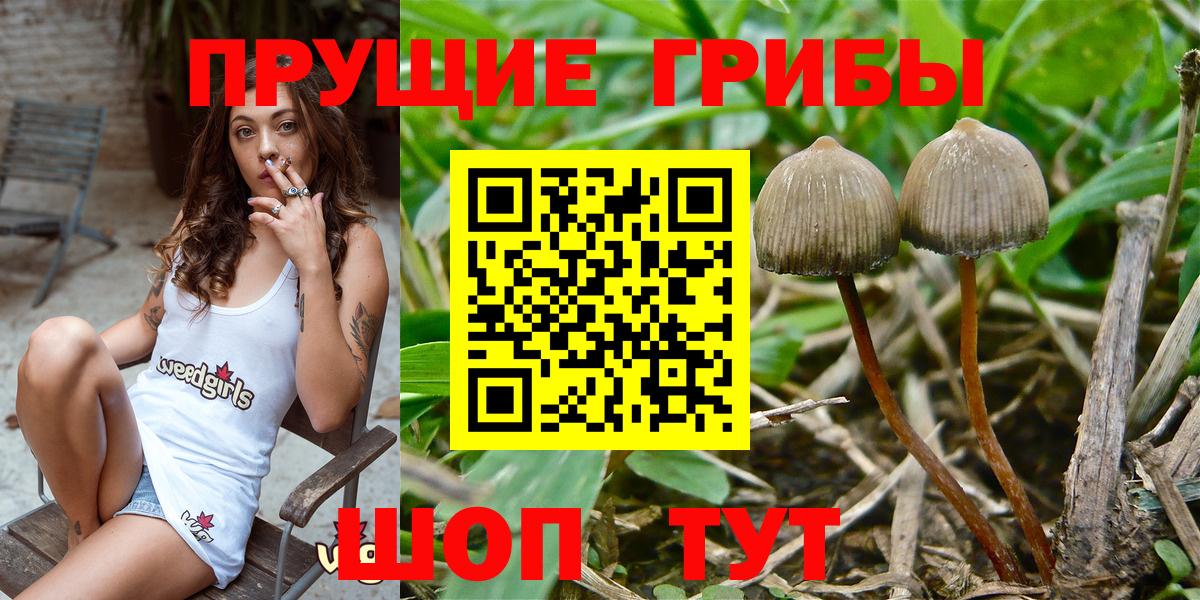 Псилоцибиновые грибы Psilocybe  Галлюциногенные грибы Cubensis  Вход с VPN  Сочи 